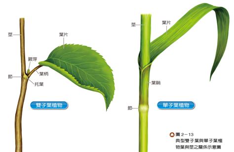 葉子生長在莖上的位置稱為什麼|植物知多少